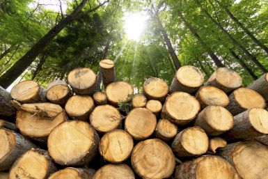 Kan het verbranden van biomassa weer duurzaam worden?