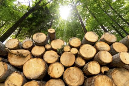 How to Make Biomass Energy Sustainable Again